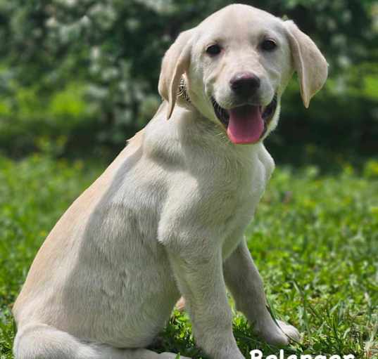 Photo of BELANGER