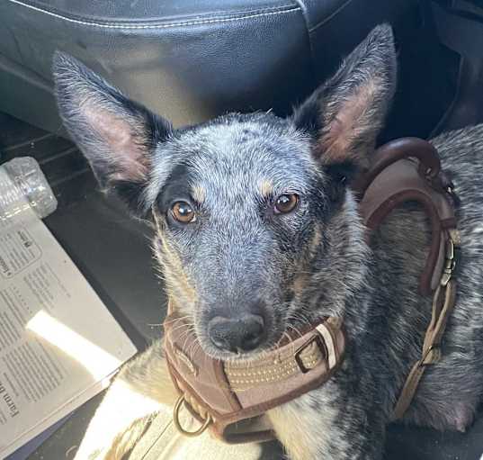 Photo of Bluey