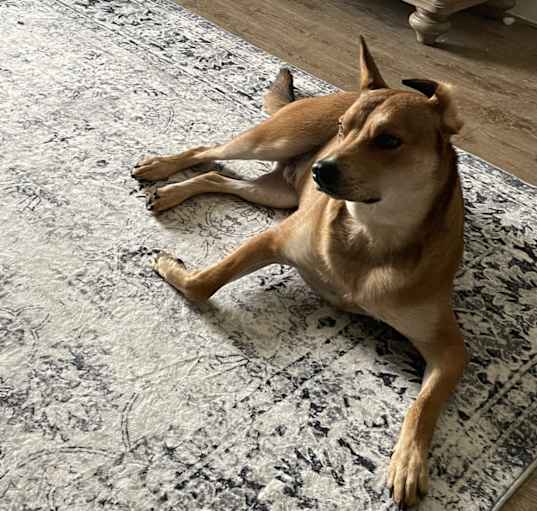 Photo of Biscuit