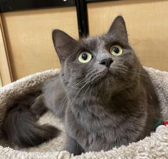 Photo of Azul