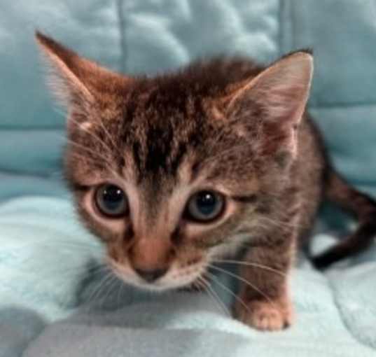 Photo of Stripes