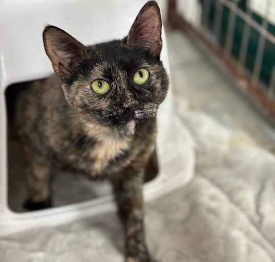 Photo of Dora