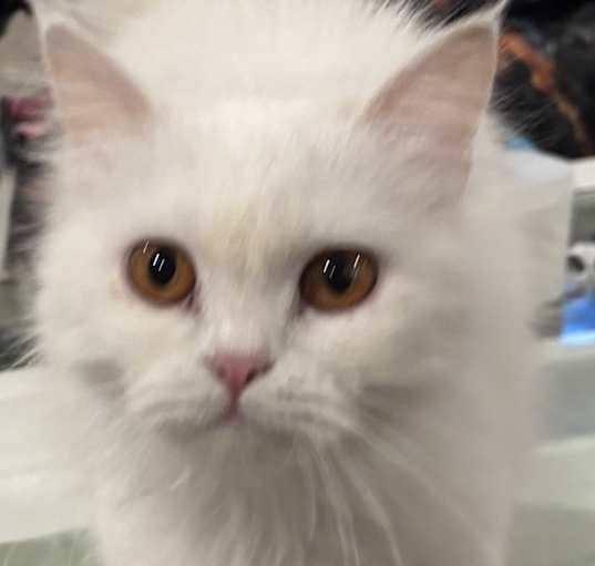 Photo of Hamees (Persian)