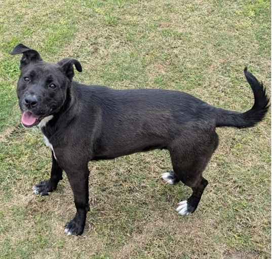 Photo of SYN ★ Available NOW - ADOPTION or RESCUE!