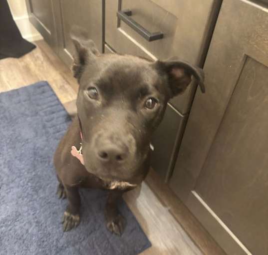 Photo of BELLA