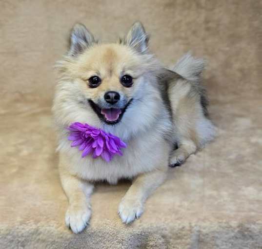 Photo of Foxey