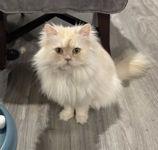 Photo of Lole (Persian/Himalayan)