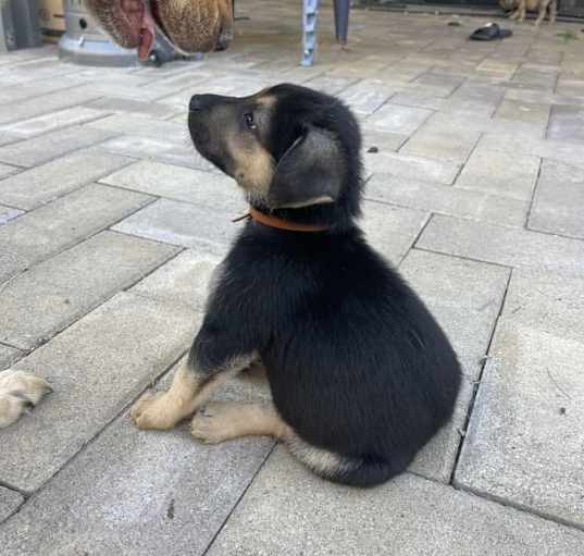 Photo of Shaggy