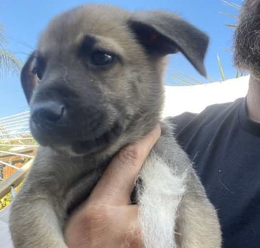 Photo of Scooby