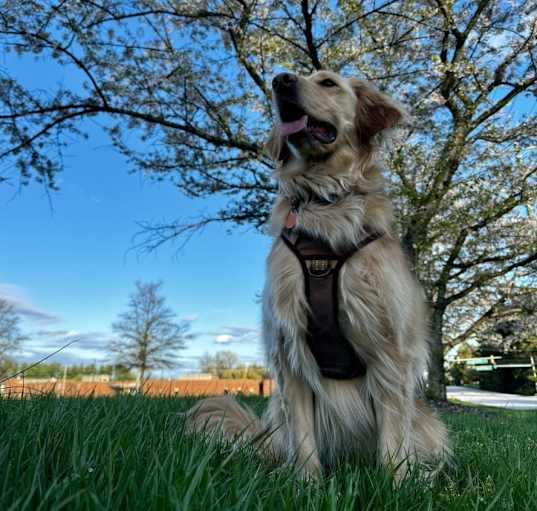 Photo of Luna