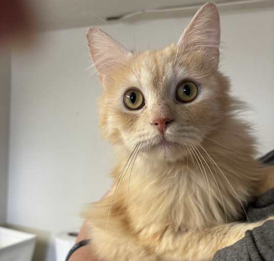 Photo of Cassidy (Persian)