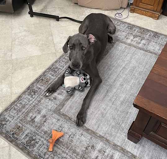 Photo of Lulu (Lemon)