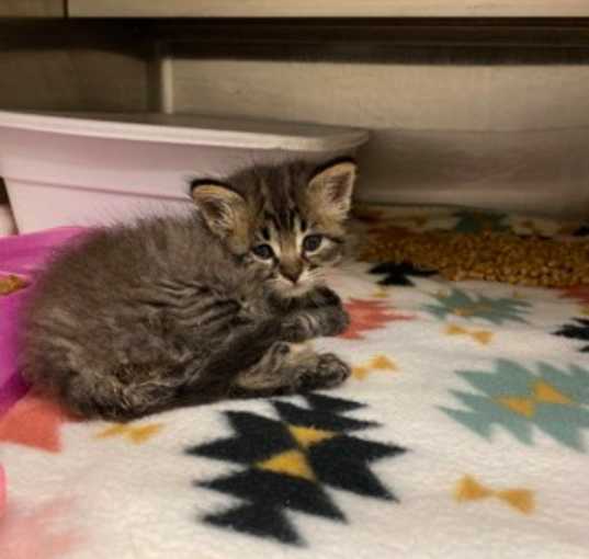 Photo of Fur ball QC3 4/21/25