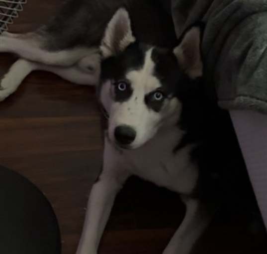 Photo of SYLAS