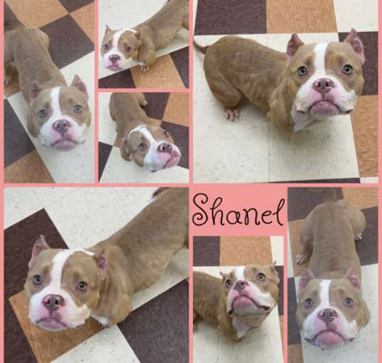 Photo of Shanel