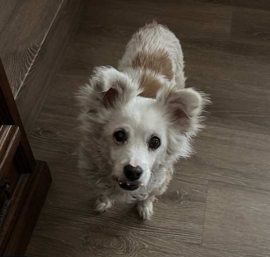 Photo of Toby
