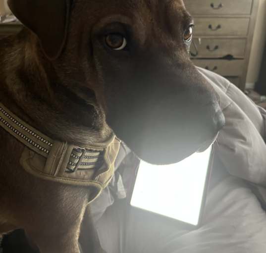 Photo of Loki
