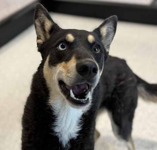 Photo of Wiggles