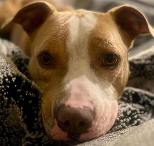 Photo of Big Boy (I have a Secret Crush!)