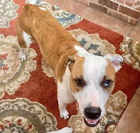 Photo of Cooper