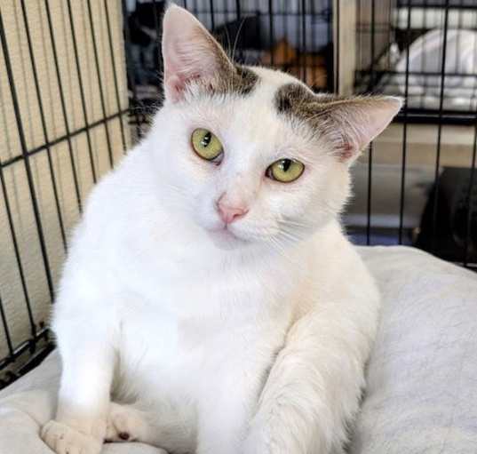 Photo of Kismet