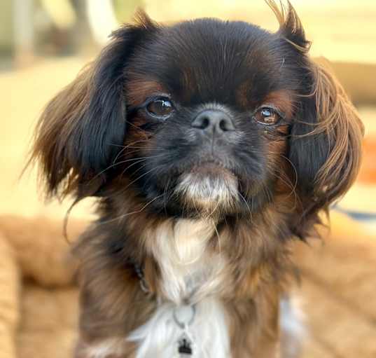 Photo of Gizmo
