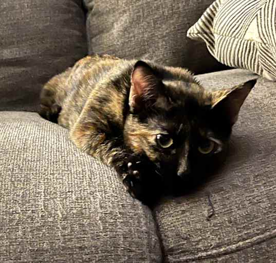 Photo of Lady