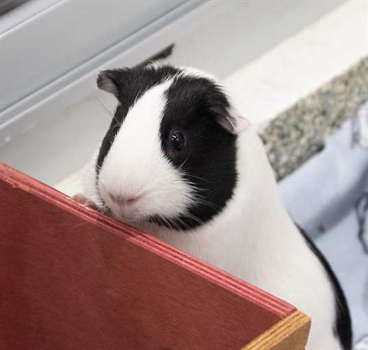 Photo of OREO