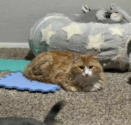 Photo of Marmalade