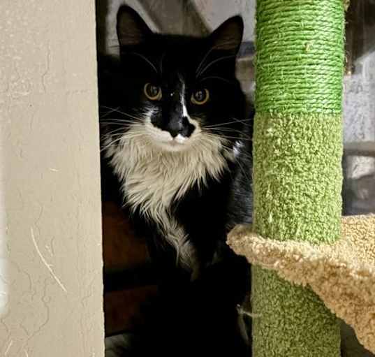 Photo of Rogue
