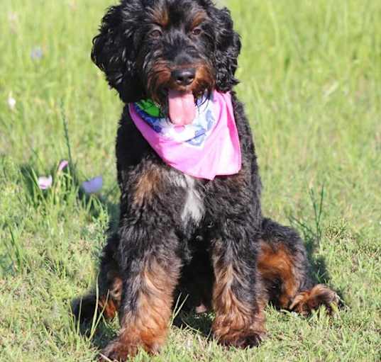 Photo of Meadow in TX