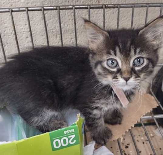 Photo of Echo