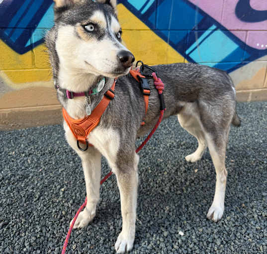 Photo of Clover