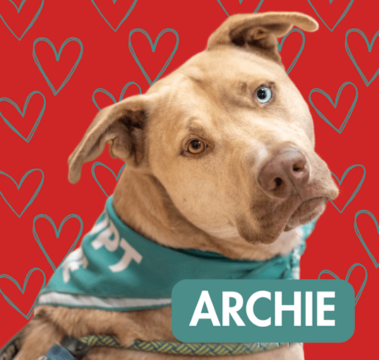 Photo of Archie