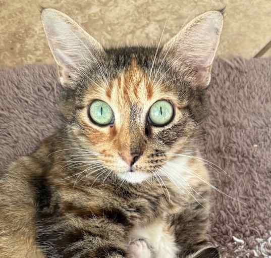 Photo of Astra