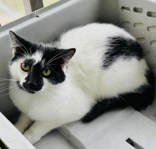 Photo of Inky