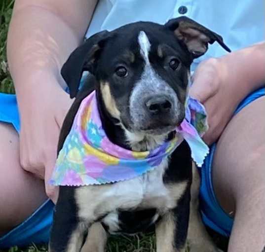 Photo of Hank