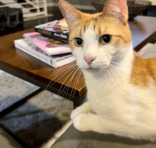 Photo of Tobiko