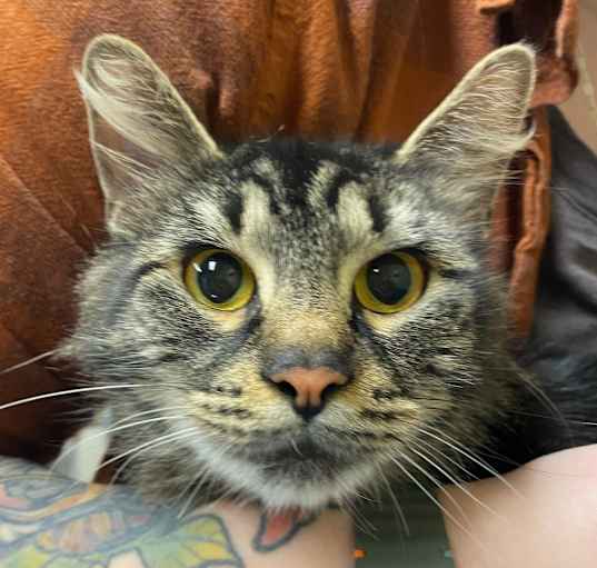 Photo of Tonks