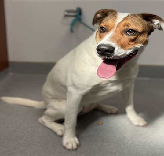 Photo of DOTTIE