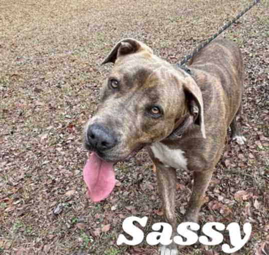 Photo of Sassy