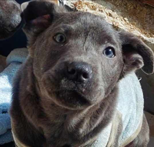 Photo of Bear