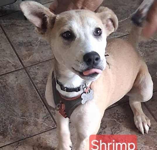 Photo of Shrimp