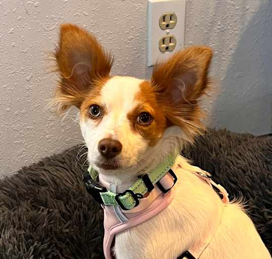 Photo of Hazel