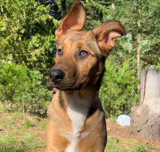 Photo of Koda