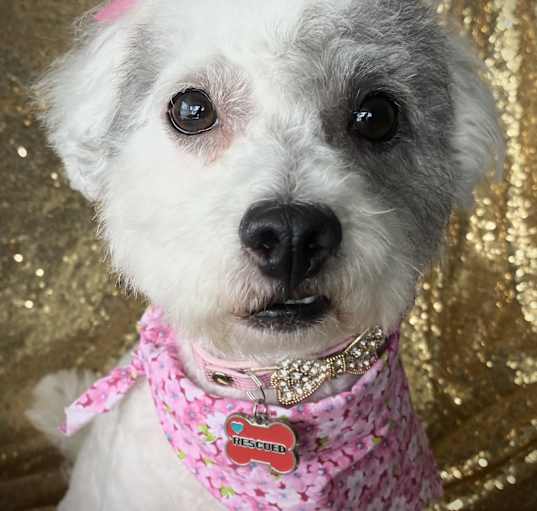 Photo of NEW!: SAYDIE GRACE
