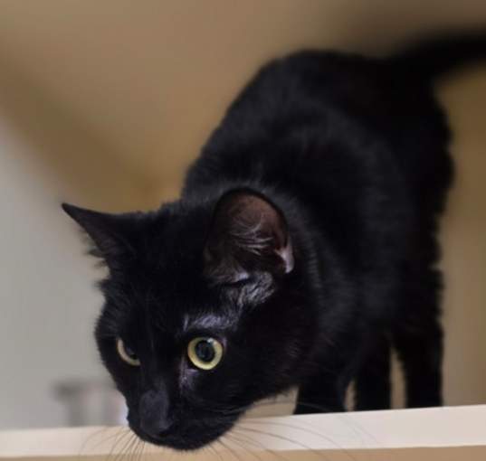 Photo of Gypsy (Kitty Kitty)