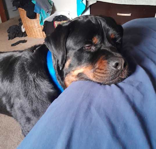 Photo of Milo
