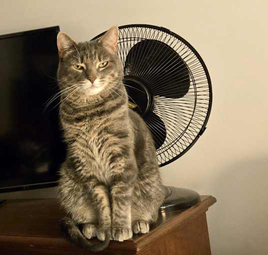 Photo of Kiko