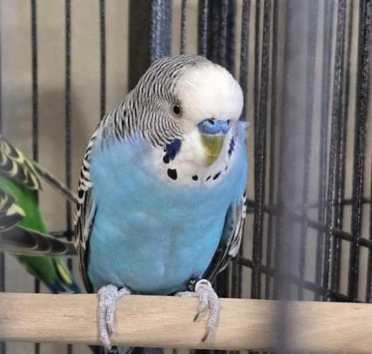 Photo of Blue